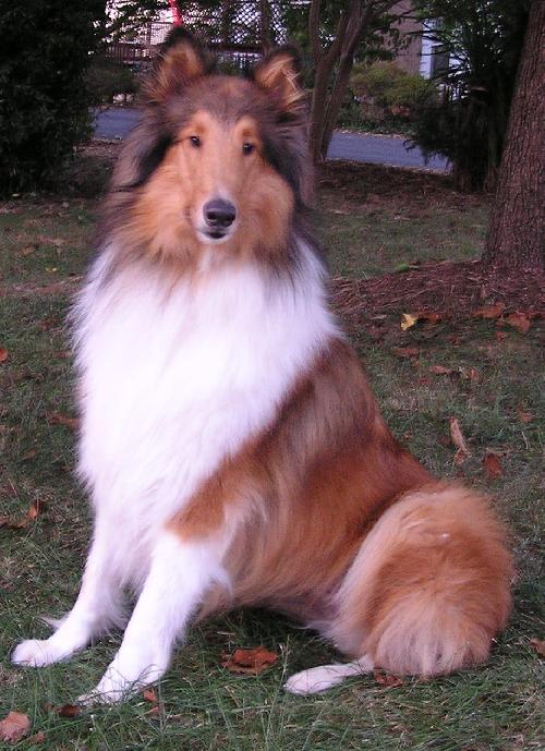 Halle a Adult Female Collie (long coat) adopted through Collie Rescue