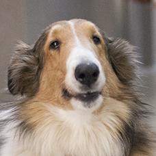 Abba a Adult Female Collie / Collie (long coat) adopted through Collie Rescue