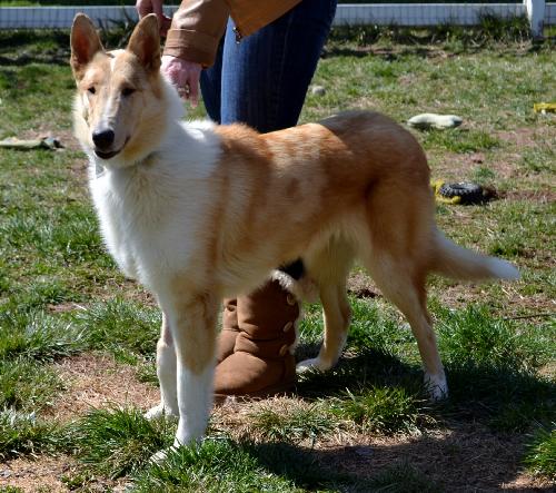 Sarasota (a.k.a. Sara) a Young Female Collie / Collie (medium coat) adopted through Collie Rescue