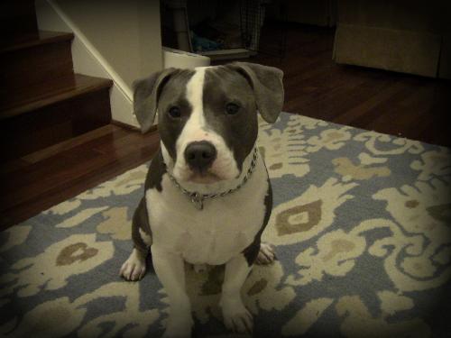 Mac a Young Male American Pit Bull Terrier / Mixed (short coat) adopted through Collie Rescue