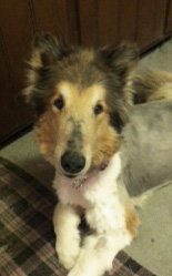 Tammy a Adult Female Collie / Collie (long coat) adopted through Collie Rescue