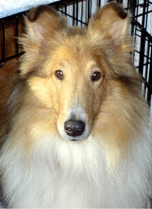Kenny a Adult Male Collie (long coat) adopted through Collie Rescue