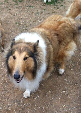 Gretchen a Adult Female Collie (long coat) adopted through Collie Rescue