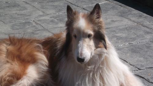 Belle - photo 3