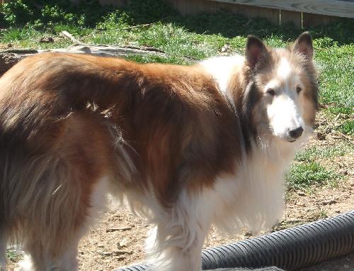Belle - photo 4