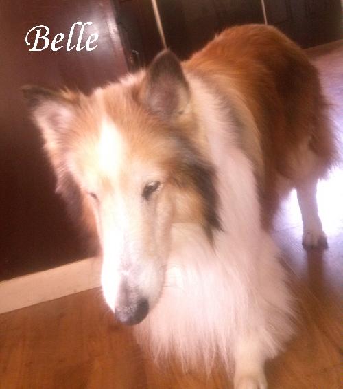 Belle a Senior Female Collie (long coat) adopted through Collie Rescue