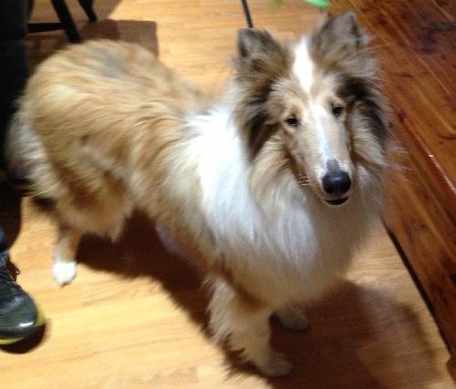 Clementine a Young Female Collie (long coat) adopted through Collie Rescue