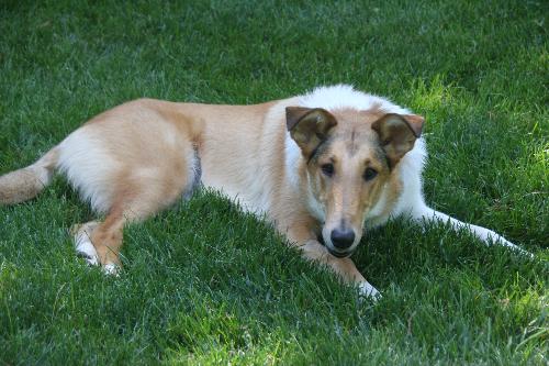 Gigi - photo 4