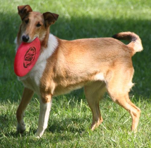 Gigi a Young Female Collie (medium coat) adopted through Collie Rescue