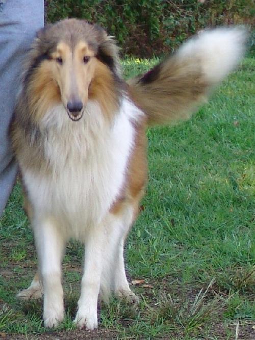 Chase a Adult Male Collie (long coat) adopted through Collie Rescue