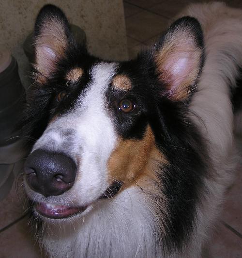 Prince a Young Male Collie (long coat) adopted through Collie Rescue