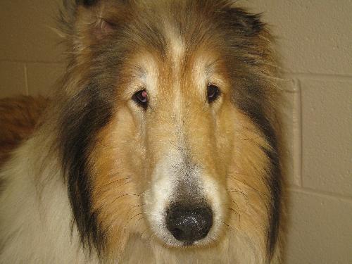 Moonie a Adult Male Collie (long coat) adopted through Collie Rescue
