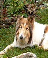 Moonie - photo 2