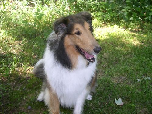 R2D2 a Adult Male Collie / Collie (long coat) adopted through Collie Rescue
