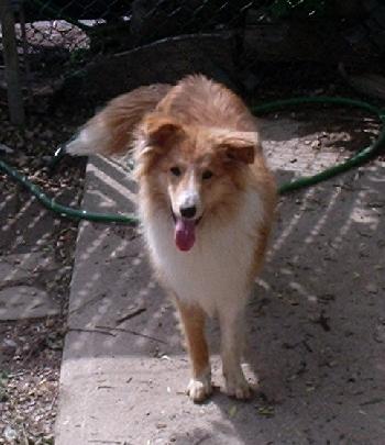 Sunny a Young Male Collie (long coat) adopted through Collie Rescue