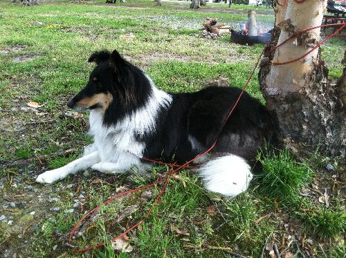 Izzy - photo 4