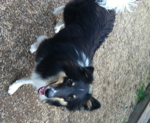 Izzy - photo 2
