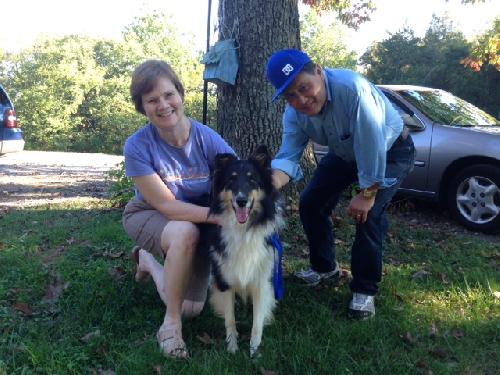 Izzy a Adult Female Collie / Collie (long coat) adopted through Collie Rescue