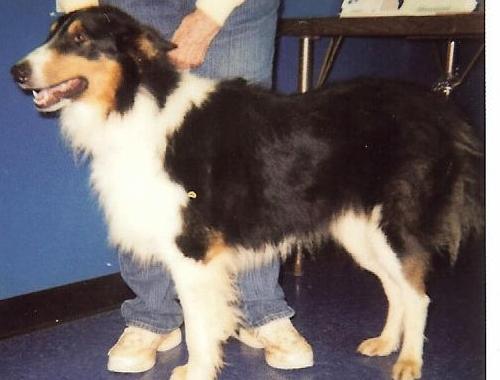 Bart a Adult Male Collie (long coat) adopted through Collie Rescue