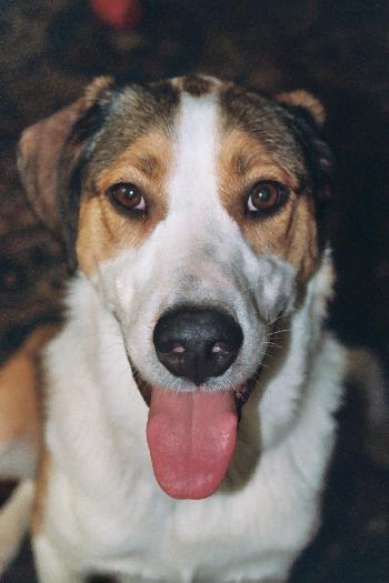 Kinsey a Adult Male Collie / Mixed (short coat) adopted through Collie Rescue