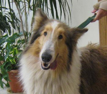 Bonnie a Adult Female Collie (long coat) adopted through Collie Rescue