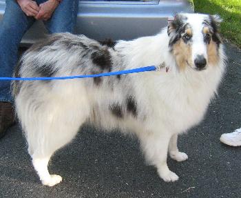 Mr. Kelly  a Young Male Collie (long coat) adopted through Collie Rescue