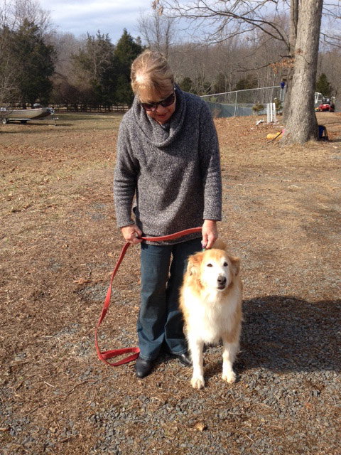 Art a Senior Male Collie (medium coat) adopted through Collie Rescue