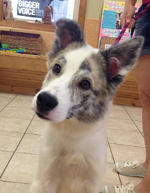 Coby a Young Male Corgi / Shetland Sheepdog Sheltie / Mixed (medium coat) adopted through Collie Rescue