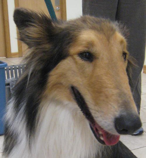 Maggie a Adult Female Collie (long coat) adopted through Collie Rescue