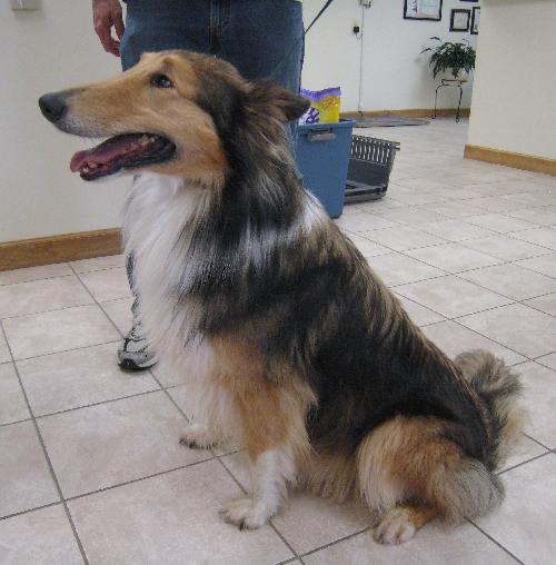 Maggie - photo 3