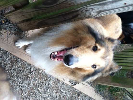 Jamie a Adult Female Collie / Collie (long coat) adopted through Collie Rescue