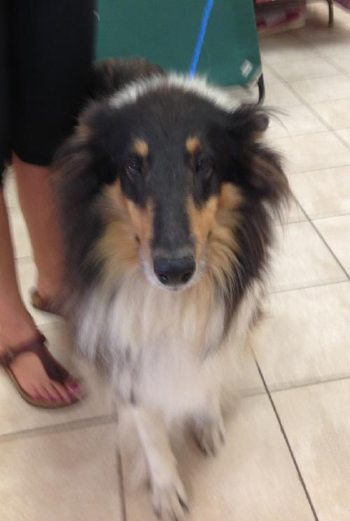 Puppet a Adult Female Collie / Collie (long coat) adopted through Collie Rescue