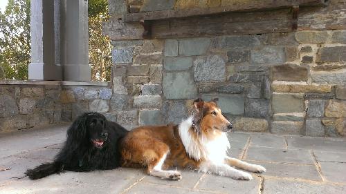 Nan a Adult Female Collie / Collie (long coat) adopted through Collie Rescue