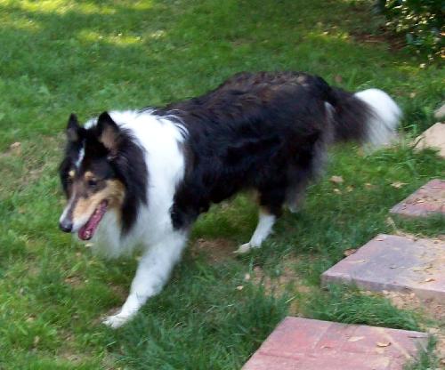 Ginger a Senior Female Collie (long coat) adopted through Collie Rescue