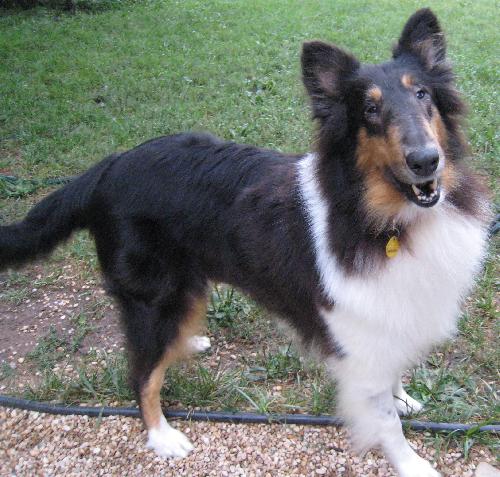 Emma a Adult Female Collie (long coat) adopted through Collie Rescue