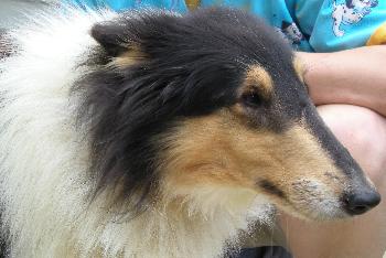 Jenna a Adult Female Collie (long coat) adopted through Collie Rescue