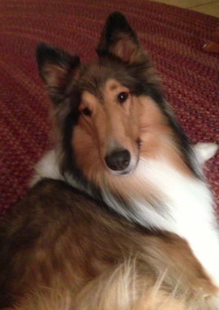 Seri a Adult Collie / Collie adopted through Collie Rescue