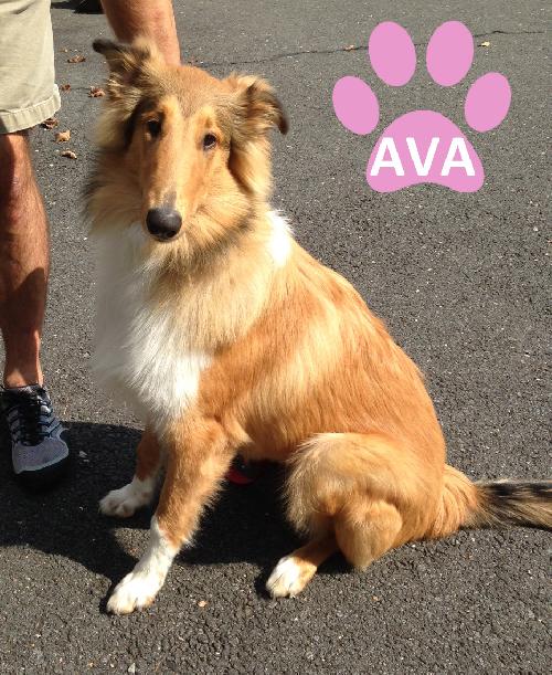 Ava a Young Female Collie (long coat) adopted through Collie Rescue