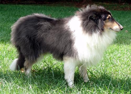 Max - photo 2