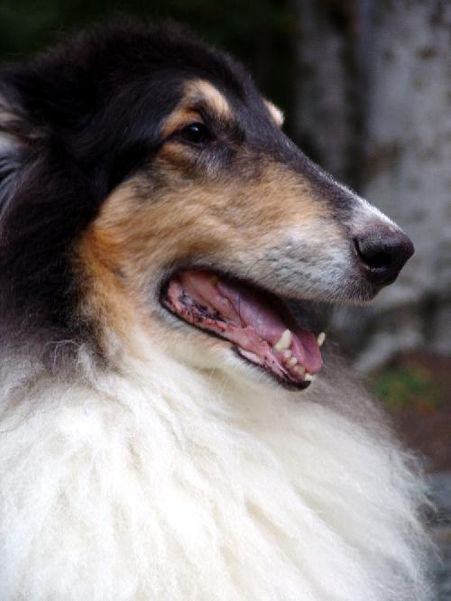 Max a Senior Male Collie (long coat) adopted through Collie Rescue
