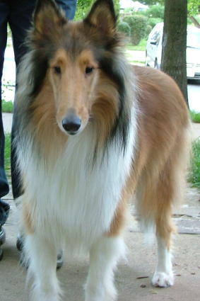 Sally Mae a Adult Female Collie (long coat) adopted through Collie Rescue