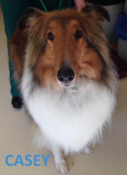 Casey - photo 3
