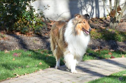 Casey a Adult Male Collie (long coat) adopted through Collie Rescue