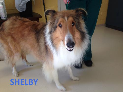 Shelby - photo 3