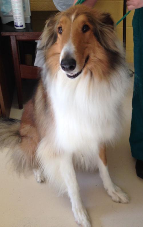 Shelby - photo 4