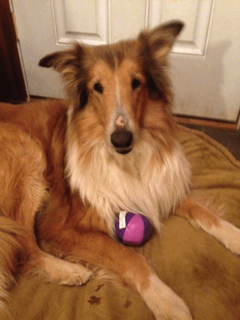 Reese a Senior Female Collie (long coat) adopted through Collie Rescue