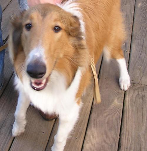 Tucker - photo 2