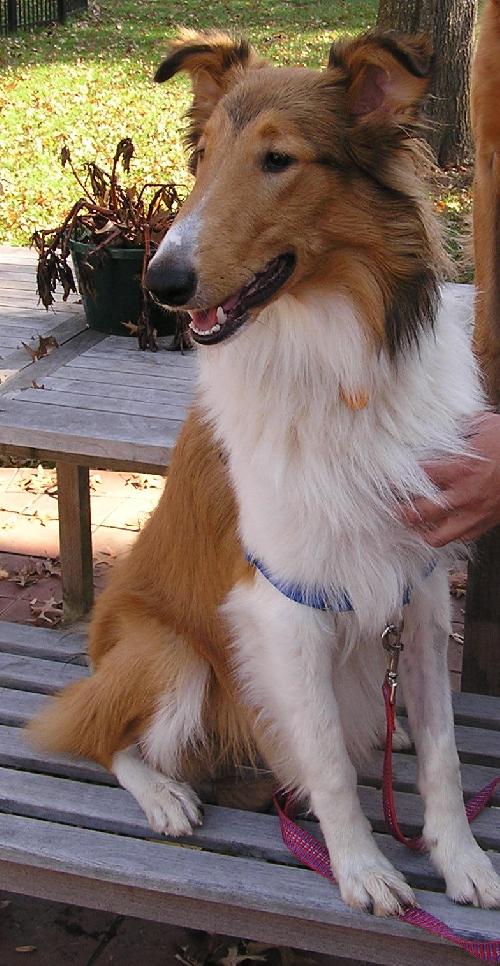 Tucker a Young Male Collie (long coat) adopted through Collie Rescue