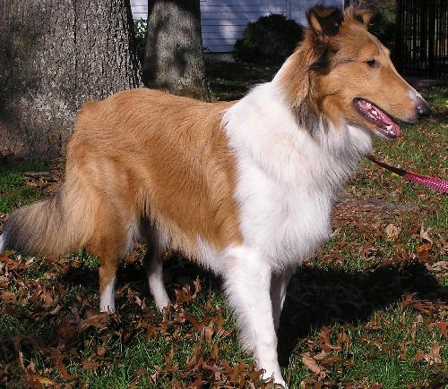 Tucker - photo 3