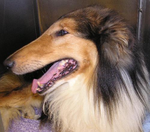 Lance a Adult Male Collie (long coat) adopted through Collie Rescue